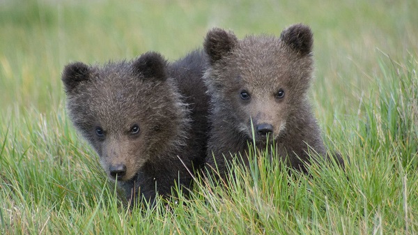 Skandinavisk Dyrepark 2025 - Spar 15%