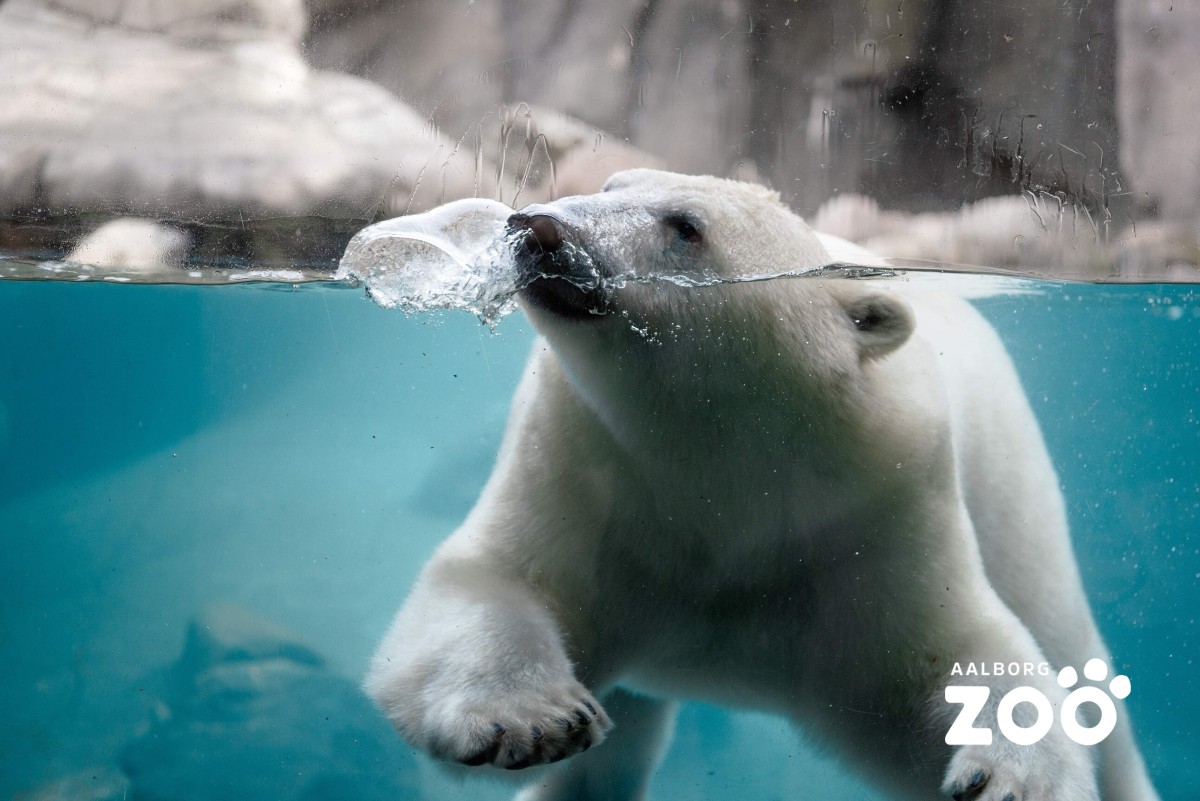 Aalborg Zoo - Entrebilletter - Spar 15%